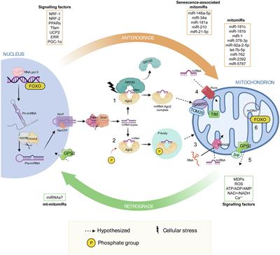 MicroRNAs as Factors in Bidirectional Crosstalk Between Mitochondria and the Nucleus During Cellular Senescence